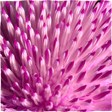 red flower